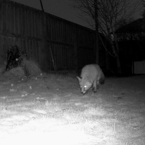 Gece Görüşü Güvenlik Kamerası
